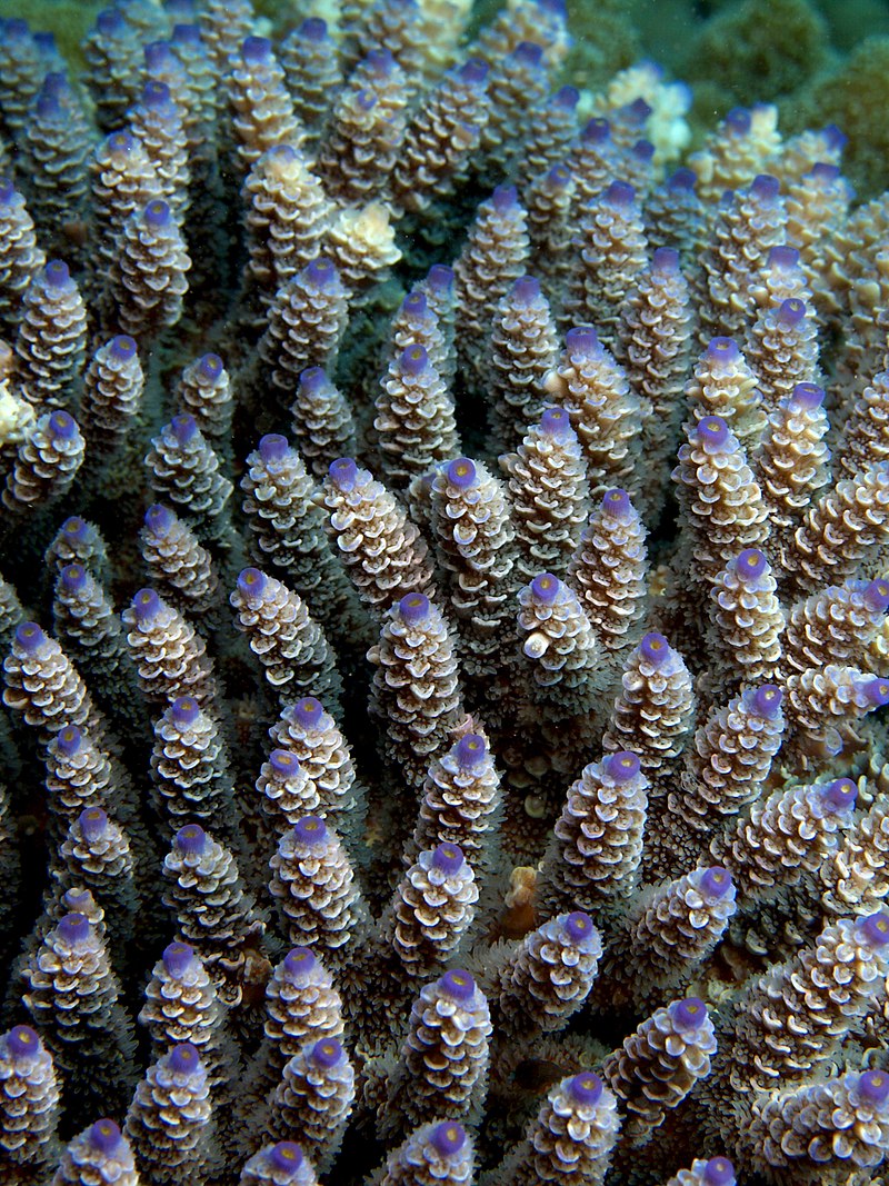 Coral hermatípico en el arrecife de las Islas Marietas